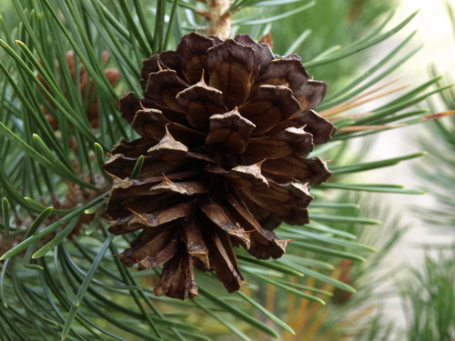 Pinus contorta (Beach Pine) — photo
