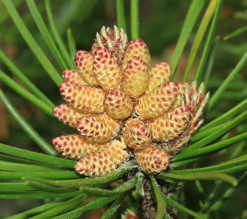 Pinus contorta (Beach Pine) — photo