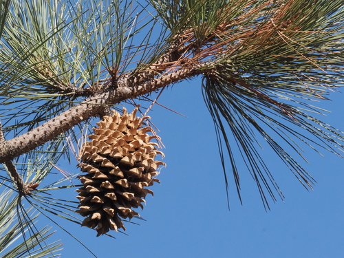 Pinus coulteri (Coulter pine) — photo