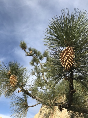 Pinus coulteri (Coulter pine) — photo