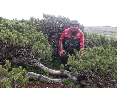 Pinus culminicola (Cerro potosi pinyon) — photo