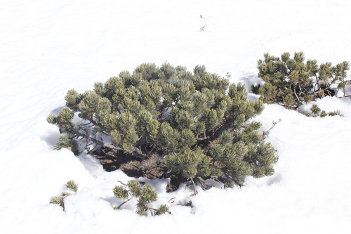 Pinus culminicola (Cerro potosi pinyon) — photo