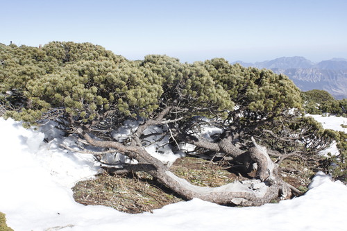 Pinus culminicola