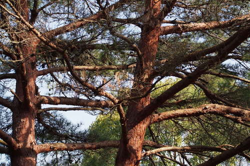 Pinus densiflora (Japanese red pine) — photo