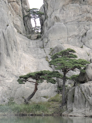Pinus densiflora (Japanese red pine) — photo