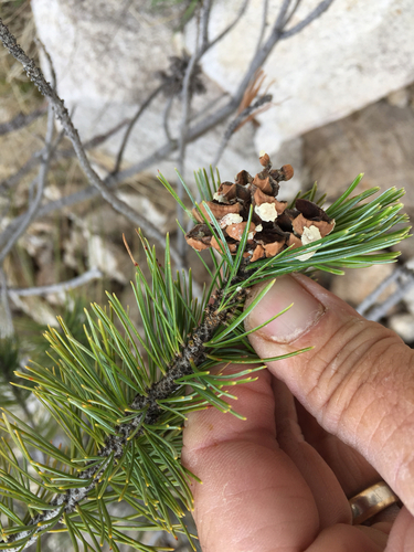 Pinus discolor (Border Pinyon) — photo