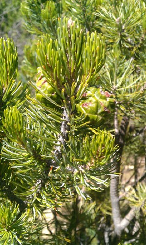 Pinus discolor (Border Pinyon) — photo