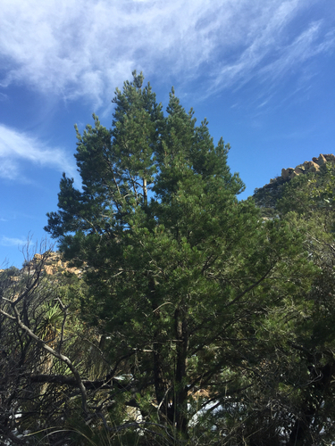 Pinus discolor
