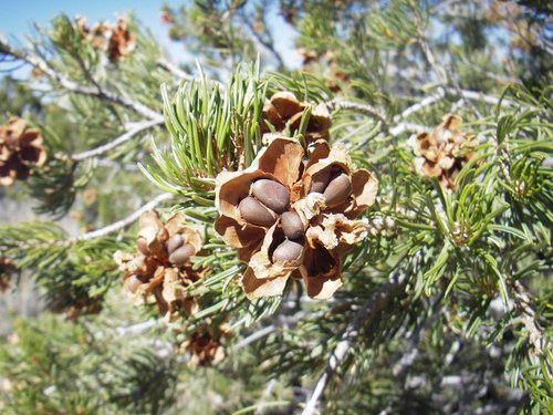 Pinus edulis (Pinyon Pine) — photo