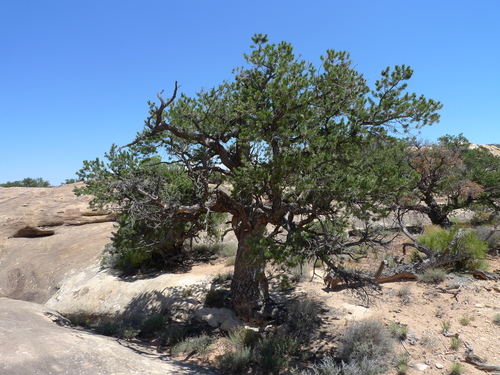 Pinus edulis (Pinyon Pine) — photo