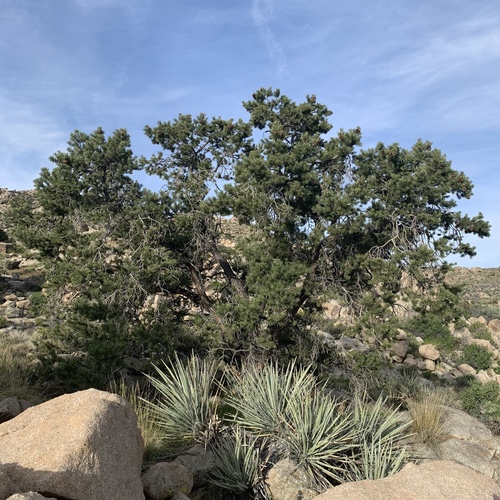 Pinyon Pine