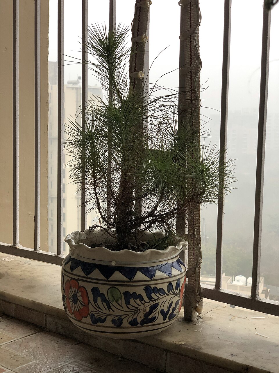 Pinus elliottii (Slash pine) — photo
