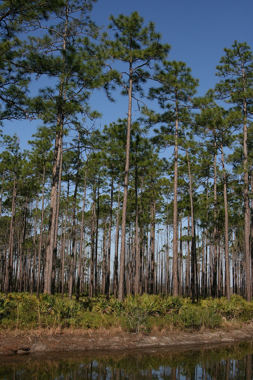 Pinus elliottii