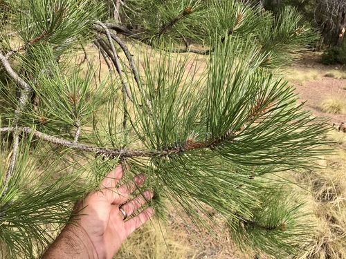 Pinus engelmannii (Apache pine) — photo