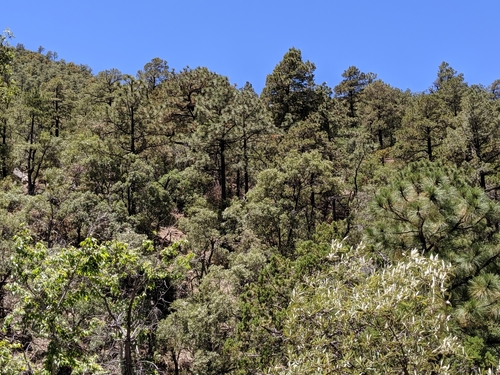 Pinus engelmannii (Apache pine) — photo