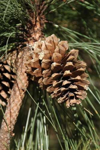Pinus engelmannii