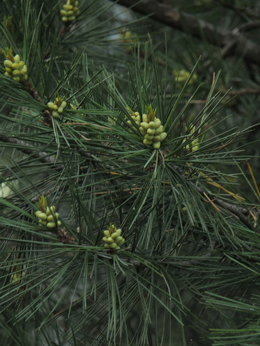 Pinus gerardiana (Nepal nut pine) — photo