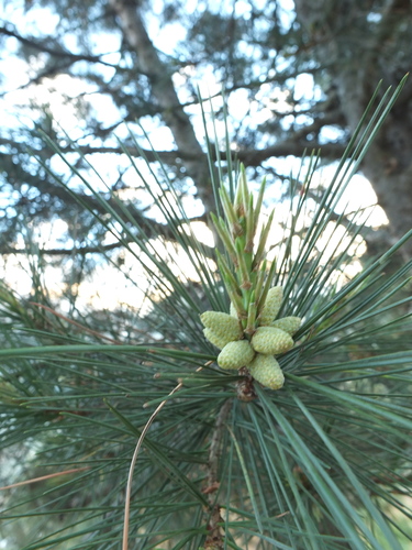 Pinus gerardiana (Nepal nut pine) — photo