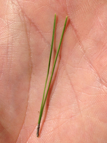 Pinus halepensis (Aleppo Pine) — photo