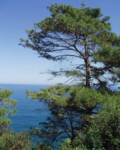 Pinus halepensis (Aleppo Pine) — photo