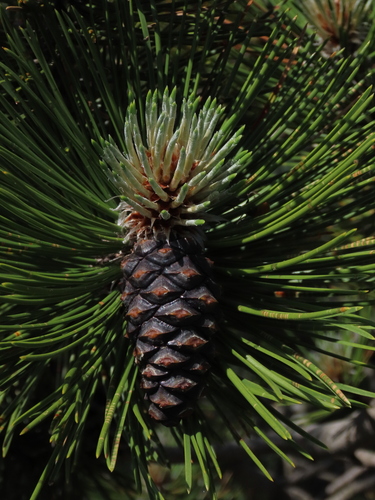 Pinus heldreichii — photo