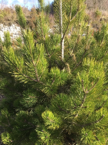 Pinus heldreichii — photo