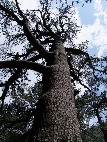 Pinus heldreichii