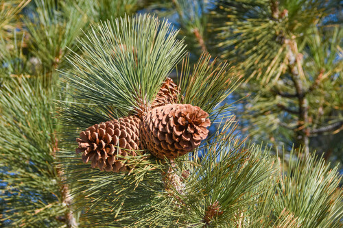 Pinus jeffreyi (Jeffrey pine) — photo