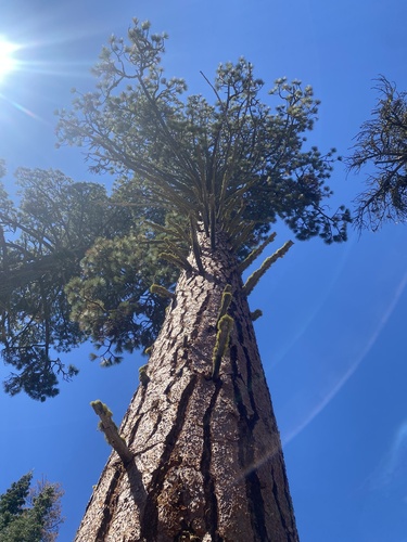 Pinus jeffreyi (Jeffrey pine) — photo