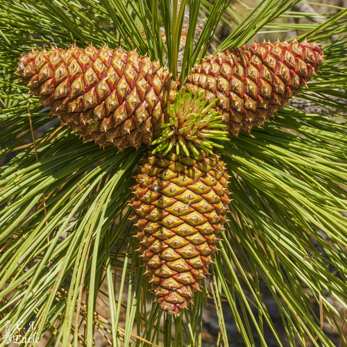 Pinus jeffreyi