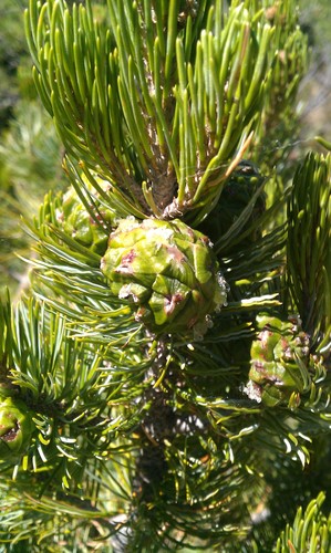 Pinus johannis (Johann's pine) — photo