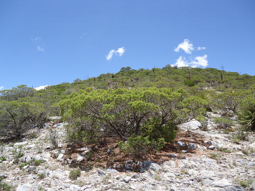 Pinus johannis (Johann's pine) — photo