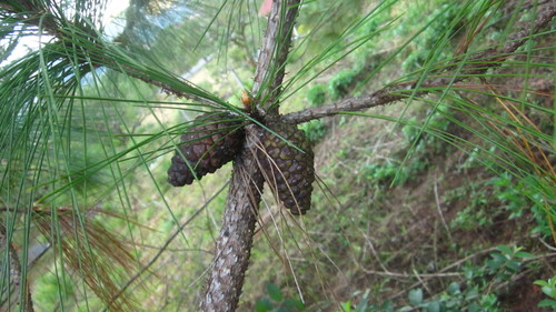 Pinus kesiya (Khasi pine) — photo