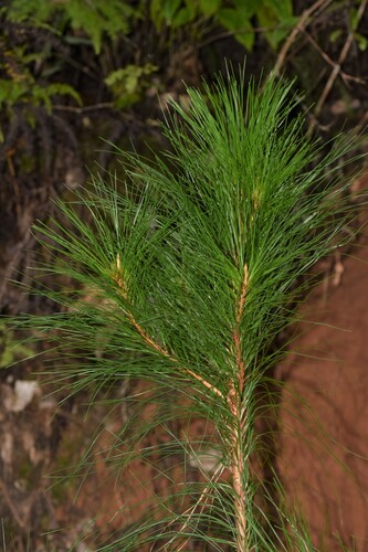 Pinus kesiya (Khasi pine) — photo