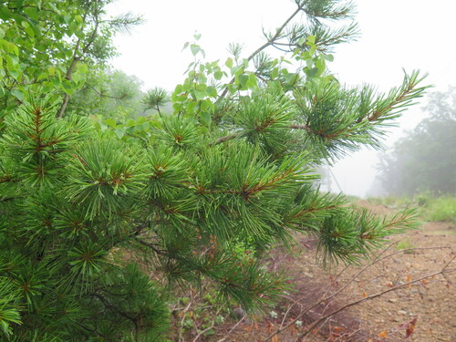 Pinus koraiensis (Korean Nut Pine) — photo