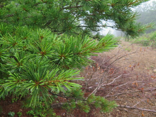 Pinus koraiensis (Korean Nut Pine) — photo