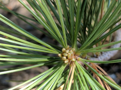 Pinus lambertiana (Sugar Pine) — photo
