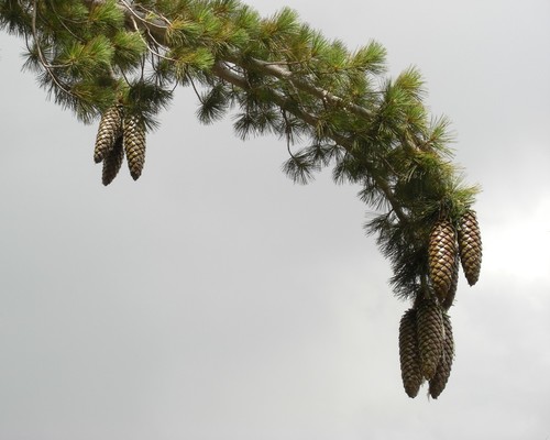 Pinus lambertiana (Sugar Pine) — photo