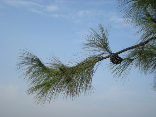 Pinus massoniana — photo