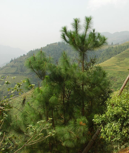 Pinus massoniana — photo
