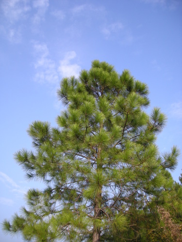 Pinus massoniana