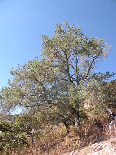 Pinus maximartinezii (Martinez pinon) — photo