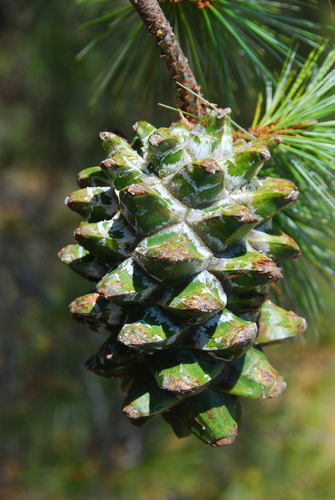 Pinus maximartinezii (Martinez pinon) — photo