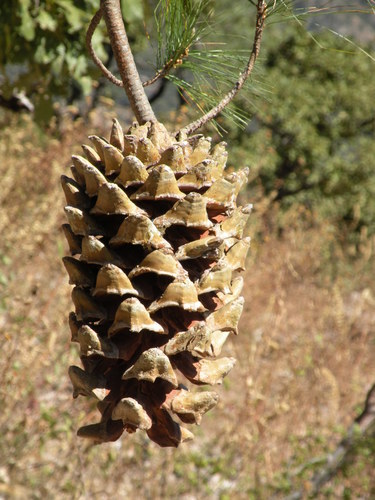 Pinus maximartinezii