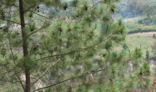 Pinus merkusii (Merkus pine) — photo
