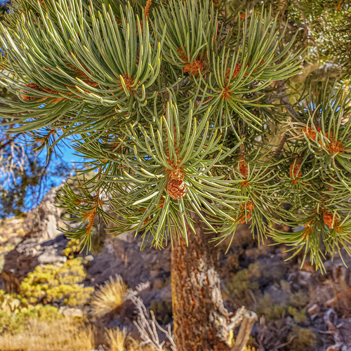 Pinus monophylla (One-leaved Pine) — photo