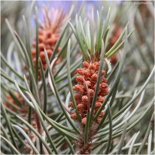 Pinus monophylla (One-leaved Pine) — photo