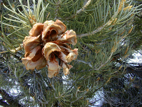 Pinus monophylla