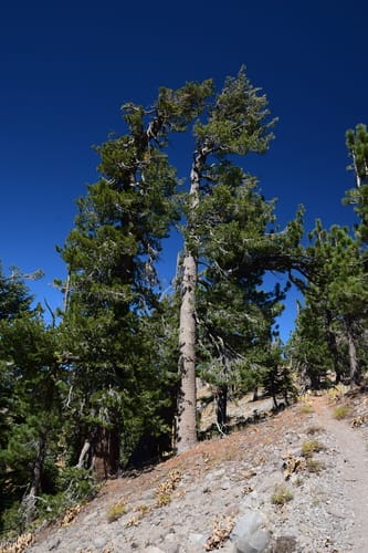 Pinus monticola (Western Mountain Pine) — photo