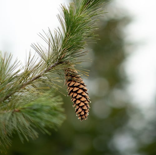 Pinus monticola